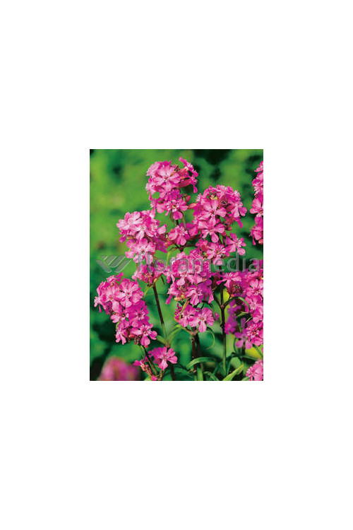 Firletka smółka 'Feuer' Lychnis viscaria splendens