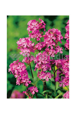 Firletka smółka 'Feuer' Lychnis viscaria splendens