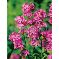 Firletka smółka 'Feuer' Lychnis viscaria splendens