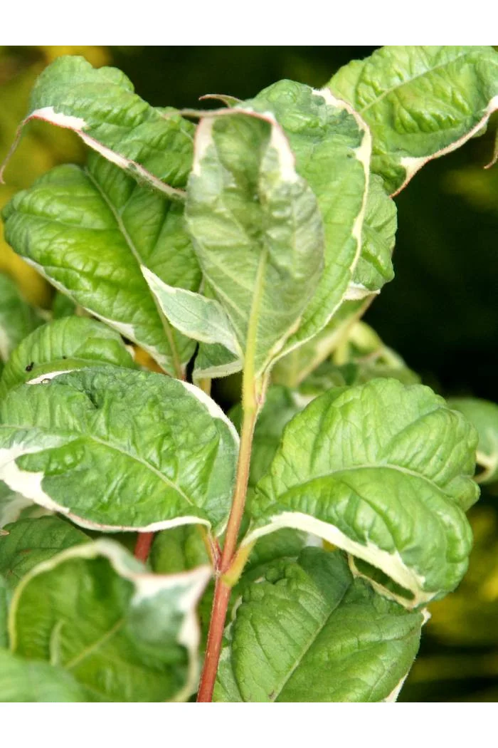 Krzewuszka cudowna 'Caricature' Weigela florida