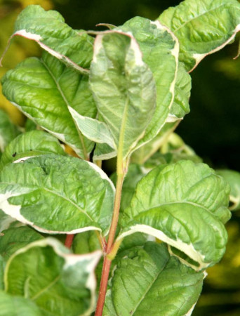 Krzewuszka cudowna 'Caricature' Weigela florida