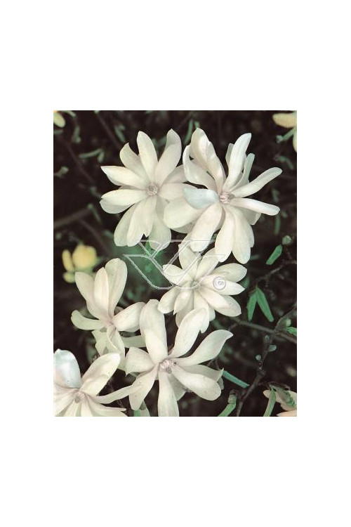 Magnolia gwiaździsta Magnolia stellata