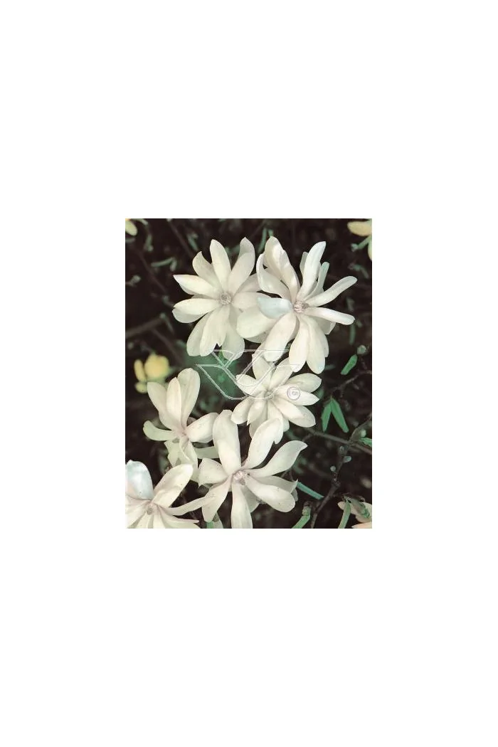 Magnolia gwiaździsta Magnolia stellata