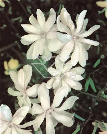 Magnolia gwiaździsta Magnolia stellata
