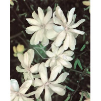 Magnolia gwiaździsta Magnolia stellata