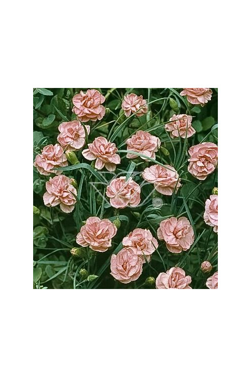 Goździk siny 'Helen' Dianthus gratianopolitanus