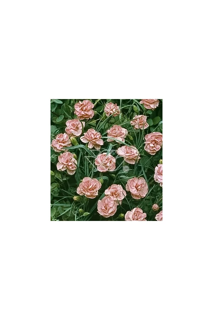 Goździk siny 'Helen' Dianthus gratianopolitanus