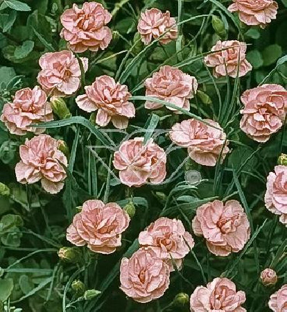 Goździk siny 'Helen' Dianthus gratianopolitanus