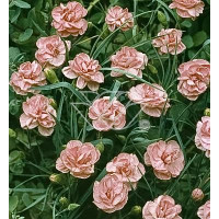 Goździk siny 'Helen' Dianthus gratianopolitanus