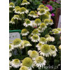 Jeżówka 'Delicious Nougat' | Echinacea