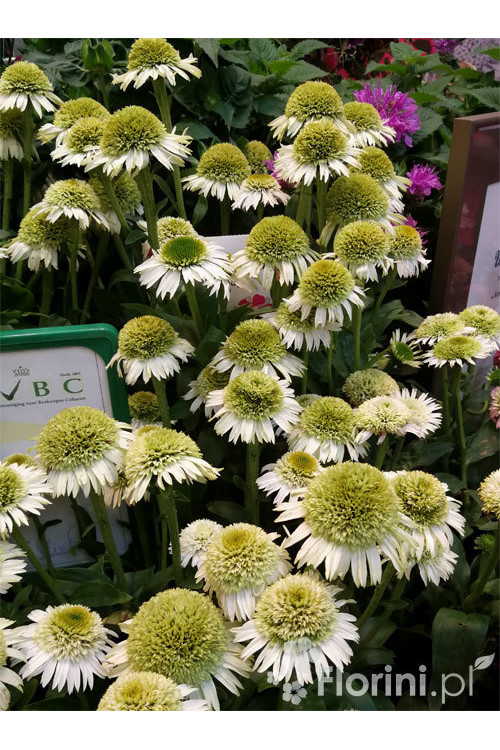 Jeżówka 'Delicious Nougat' | Echinacea