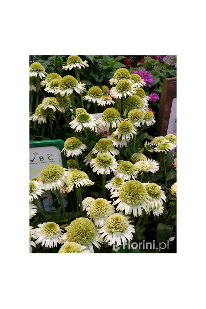 Jeżówka 'Delicious Nougat' | Echinacea