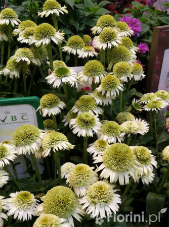 Jeżówka 'Delicious Nougat' | Echinacea