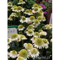 Jeżówka 'Delicious Nougat' | Echinacea