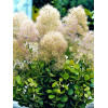 Perukowiec podolski 'Young Lady' Cotinus coggygria