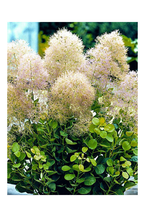 Perukowiec podolski 'Young Lady' Cotinus coggygria
