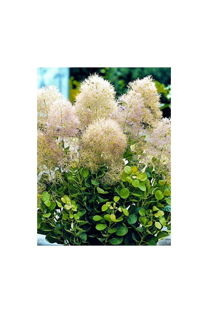 Perukowiec podolski 'Young Lady' Cotinus coggygria