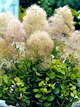Perukowiec podolski 'Young Lady' Cotinus coggygria