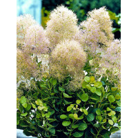 Perukowiec podolski 'Young Lady' Cotinus coggygria