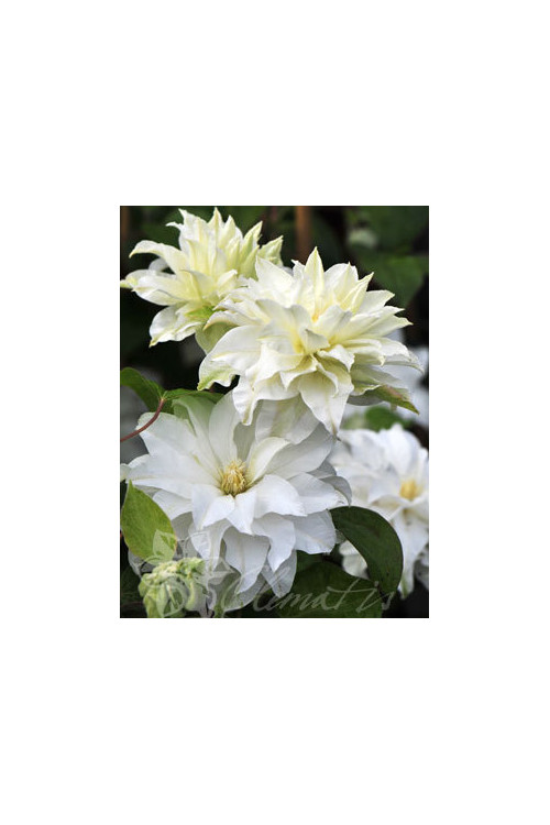 Powojnik 'Maria Skłodowska-Curie' | Clematis
