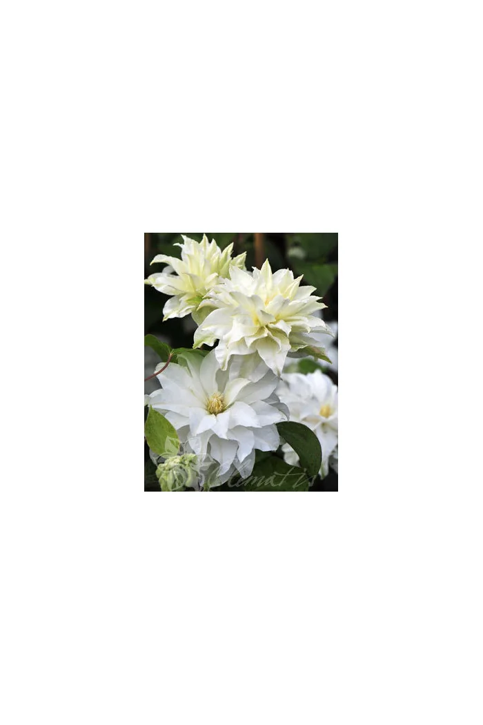 Powojnik 'Maria Skłodowska-Curie' | Clematis