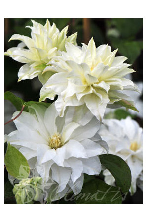 Powojnik 'Maria Skłodowska-Curie' | Clematis