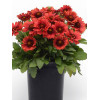 Gailardia 'Mesa Red' | Gaillardia