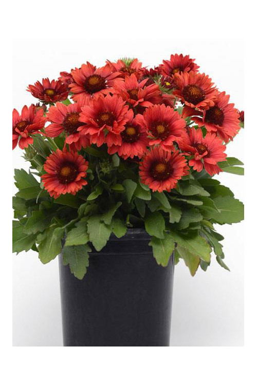 Gailardia 'Mesa Red' | Gaillardia