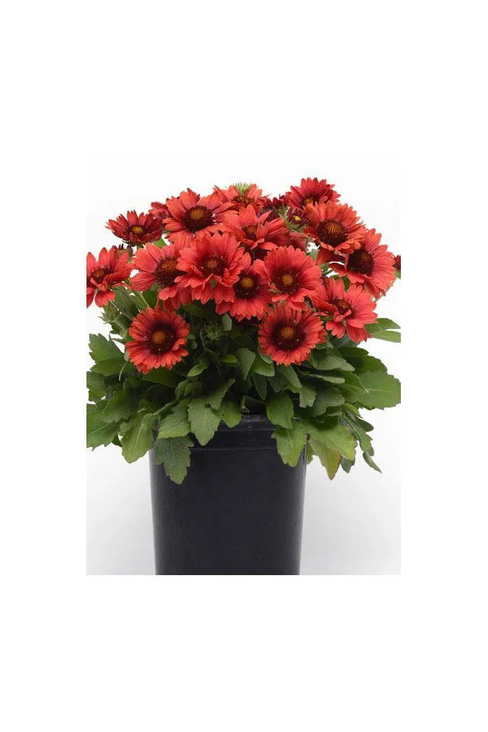 Gailardia 'Mesa Red' | Gaillardia
