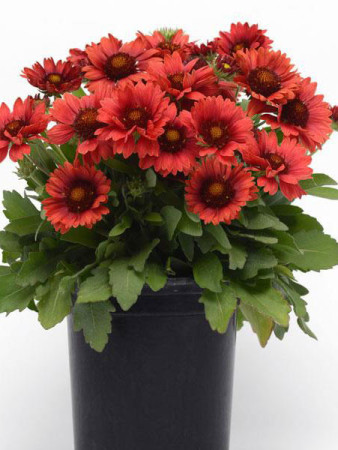 Gailardia 'Mesa Red' | Gaillardia