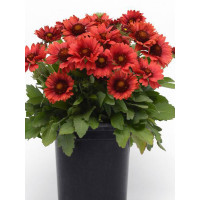 Gailardia 'Mesa Red' | Gaillardia