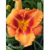 liliowiec, hemerocallis