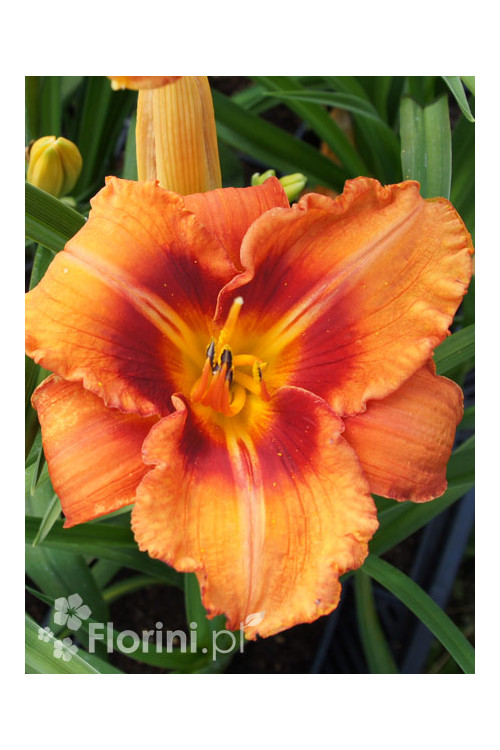liliowiec, hemerocallis