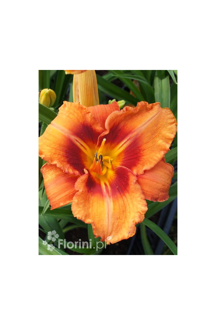 liliowiec, hemerocallis