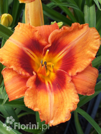 liliowiec, hemerocallis