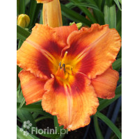 liliowiec, hemerocallis