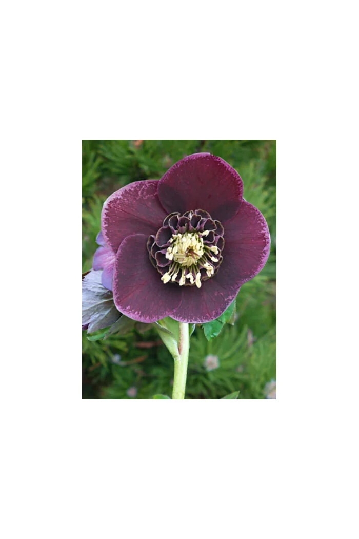 Ciemiernik wschodni 'Red With White Edge' | Helleborus orientalis