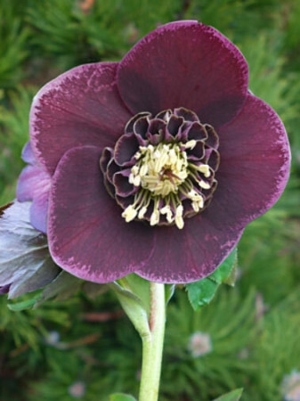 Ciemiernik wschodni 'Red With White Edge' | Helleborus orientalis