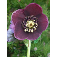 Ciemiernik wschodni 'Red With White Edge' | Helleborus orientalis