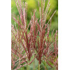 Miskant chiński 'Red Chief' | Miscanthus sinensis