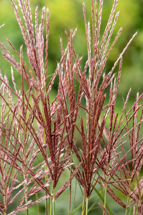Miskant chiński 'Red Chief' | Miscanthus sinensis
