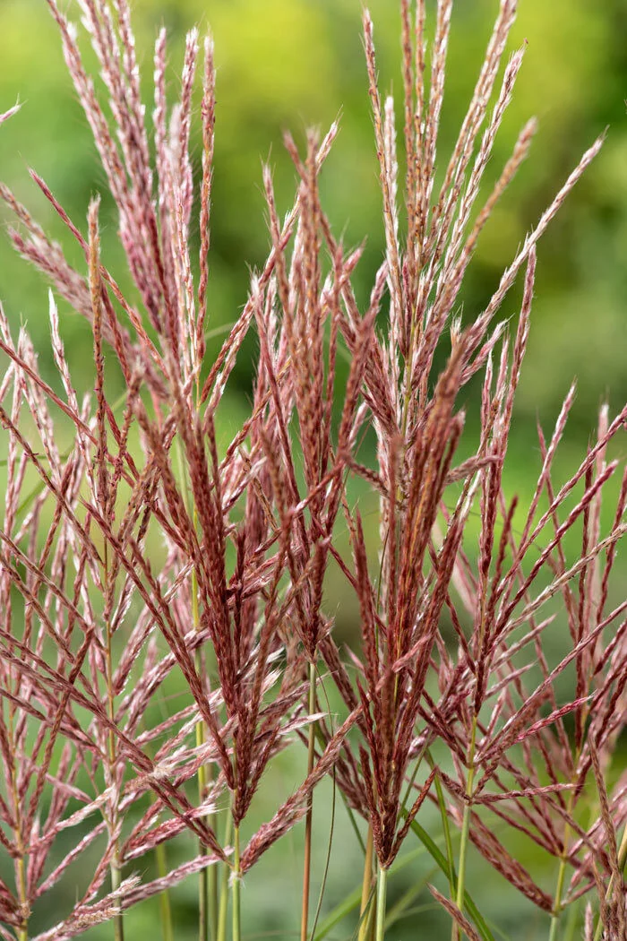 Miskant chiński 'Red Chief' | Miscanthus sinensis