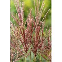 Miskant chiński 'Red Chief' | Miscanthus sinensis