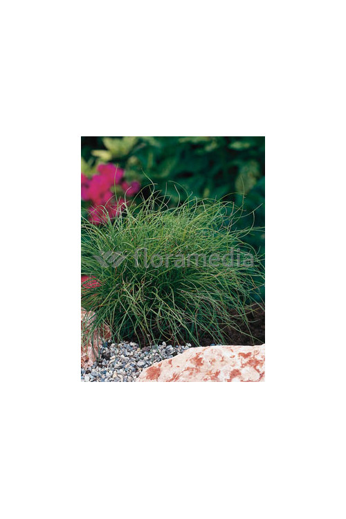 Turzyca wiosenna 'The Beatles' | Carex caryophyllea