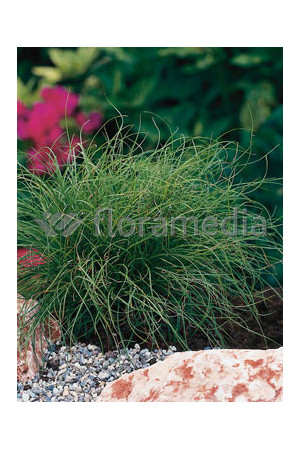 Turzyca wiosenna 'The Beatles' | Carex caryophyllea