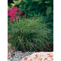 Turzyca wiosenna 'The Beatles' | Carex caryophyllea