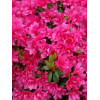 Azalia japońska 'Katja' Azalea japonica