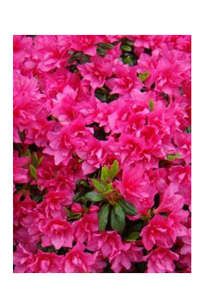Azalia japońska 'Katja' Azalea japonica