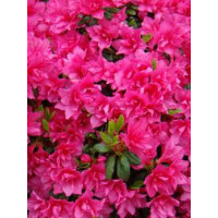 Azalia japońska 'Katja' Azalea japonica