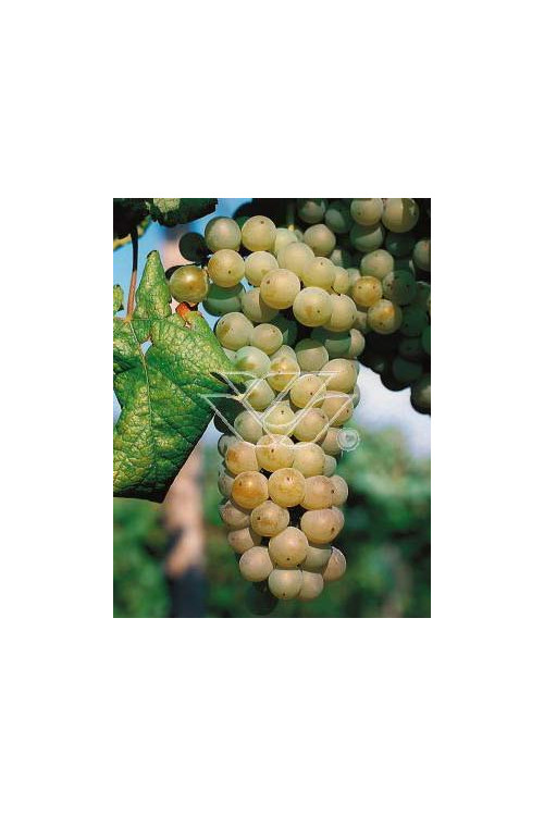 Winorośl 'Muskat Odesskij' | Vitis